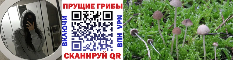 что такое   гидра как войти  Галлюциногенные грибы Magic Shrooms  Россошь 